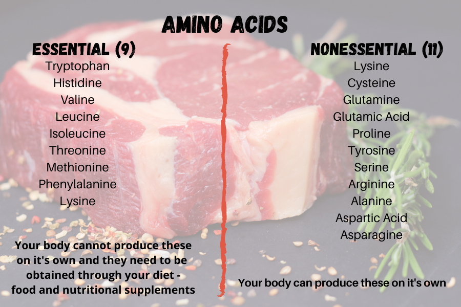 amino acids are the building blocks of protein
